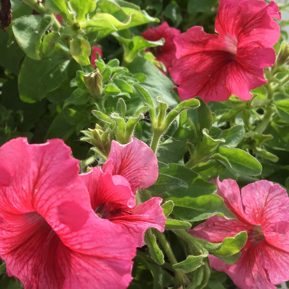 Meet your Posher, Julie